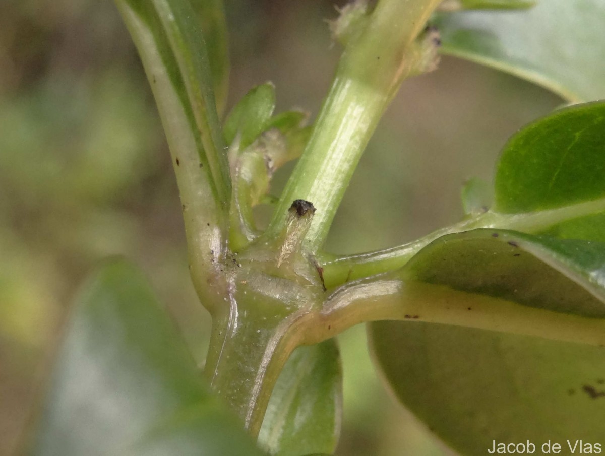Hedyotis trimenii var. trimenii Deb & Ratna Dutta